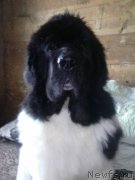 Превью фото № 191708