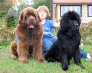 Превью фото № 191712