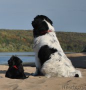 Превью фото № 191875