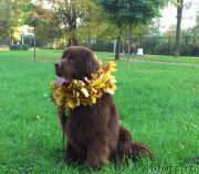 Превью фото № 191880