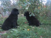 Превью фото № 191949