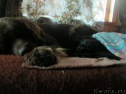 Превью фото № 191952