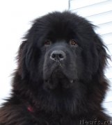 Превью фото № 191953