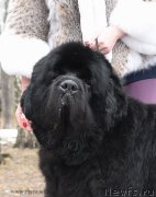 Превью фото № 192001