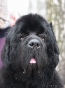 Превью фото № 192004