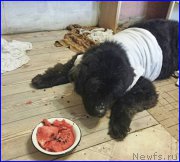 Превью фото № 192141