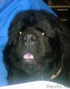 Превью фото № 192175