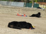 Превью фото № 192227