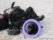 Превью фото № 192241