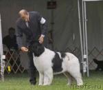 Превью фото № 19225