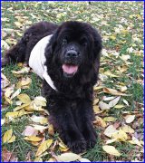 Превью фото № 192267