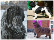 Превью фото № 192271