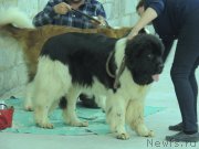 Превью фото № 192277