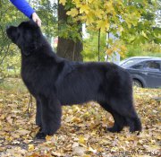 Превью фото № 192289