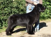 Превью фото № 192302