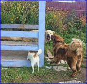 Превью фото № 192388