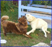 Превью фото № 192405