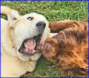 Превью фото № 192406