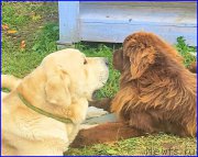 Превью фото № 192423