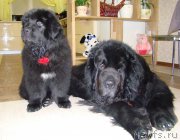 Превью фото № 192473