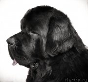 Превью фото № 192497