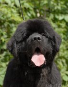 Превью фото № 192514