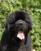 Превью фото № 192515