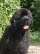 Превью фото № 192517