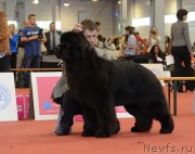 Превью фото № 192602