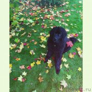 Превью фото № 192698