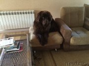 Превью фото № 192875