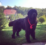 Превью фото № 192915