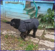 Превью фото № 192930