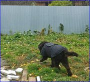 Превью фото № 192931