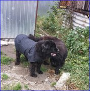 Превью фото № 192935