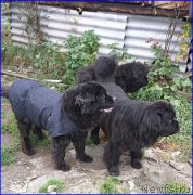 Превью фото № 192938