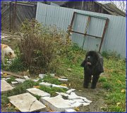 Превью фото № 192939