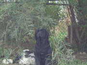 Превью фото № 193011