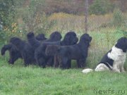 Превью фото № 193012