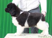 Превью фото № 193017