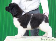 Превью фото № 193018