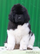 Превью фото № 193019