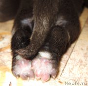 Превью фото № 193025