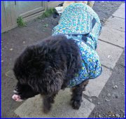 Превью фото № 193046