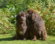 Превью фото № 193068