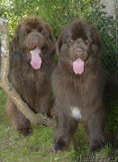 Превью фото № 193070