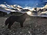 Превью фото № 193180