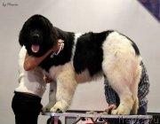 Превью фото № 193256