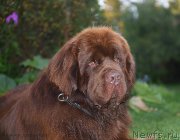 Превью фото № 193277