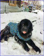 Превью фото № 193315